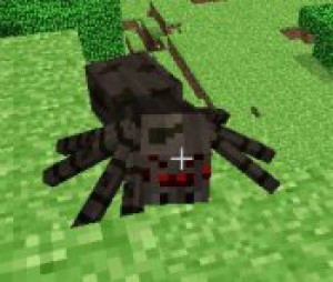 spider.jpg.tn.jpg